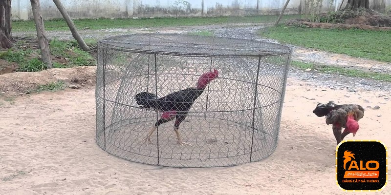 Vảy gà khai hậu và cách chọn kê chiến bất bại nên biết 5 Tập luyện đúng cách giúp gà chiến khắc phục nhược điểm sớm